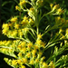 Kanadai aranyvessző (Solidago canadensis)