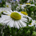 Seprence (Erigeron annuus) I