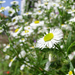 Seprence (Erigeron annuus) II