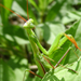 Imádkozó sáska (Mantis religiosa) I