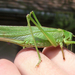 Zöld lombszöcske (Tettigonia viridissima) II