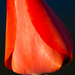Pókos tulipán
