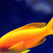 sárga hal