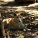 Caversham Wildlife Park Dingo 2