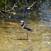 Yanchep National Park 012.jpg átm