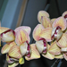 Orchidea -ismét virágzik