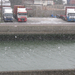 Seagulls in the snow