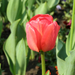 tulipánok 08