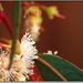 Eukaliptusz-virág 2