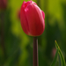 tulip (2)