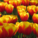 Mai utolsó tulipános képünk, köszönjük szíves türelmüket :)