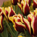 Tuli-tuli-tulipánok