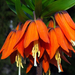 Fritillaria imperialis / Császárkorona