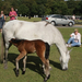 new forest picnic-78