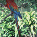 macaw-0003-big