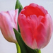 2F images 2F origs 2F 1221 2F pink tulips ii