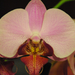 pillangó orchidea