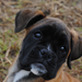 boxerprofil