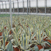 AGAVE AMERICANA MARGINATA C30L