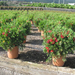 CALLISTEMON LAEVIS BALL C15L 02