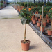 LANTANA CAMARA 1-4T C3L