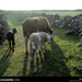 Inishmore Cows, Aran Islands, Ireland, 1993