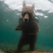 brown-bear-underwater-1248221-090909-sw (Medium)