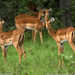 impala-grazing-botswana-sw (Medium)