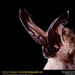 big-eared-bat (Medium)