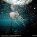 box-jellyfish (Medium)