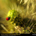 lady-bug (Medium)