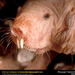 naked-mole-rat (Medium)