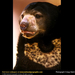 malayan-sun-bear (Medium)