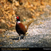 ring-necked-pheasant (Medium)