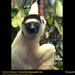 sifaka-closeup (Medium)