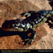 tiger-salamander (Medium)