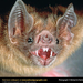 vampire-bat (Medium)