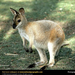 wallaby-baby (Medium)