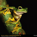 wallaces-flying-frog (Medium)