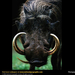 warthog-portrait (Medium)