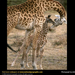 giraffe-baby (Medium)