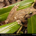 green-eyed-tree-frog (Medium)