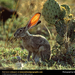 jackrabbit (Medium)