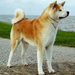 akita4