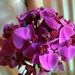 Jardine lila orchidea csokor
