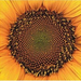 Sunflower 34 55