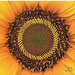 Sunflower 34 55 L