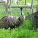 emu