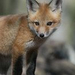 red fox pup thumb