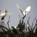 cattle-egrets-267824-ga